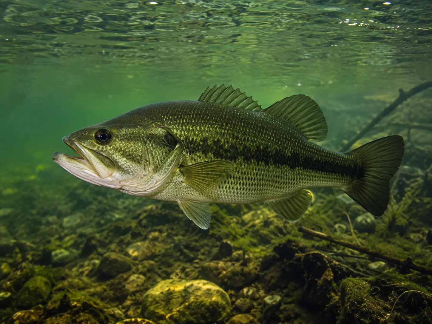 Black Bass — imagem da espécie para consulta no guia